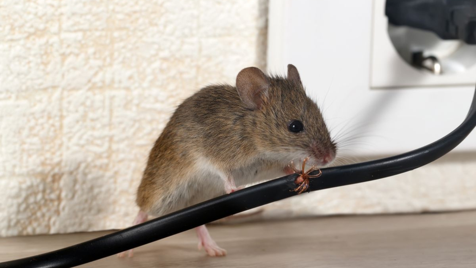 tikus atap
