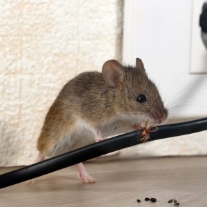 tikus rumah