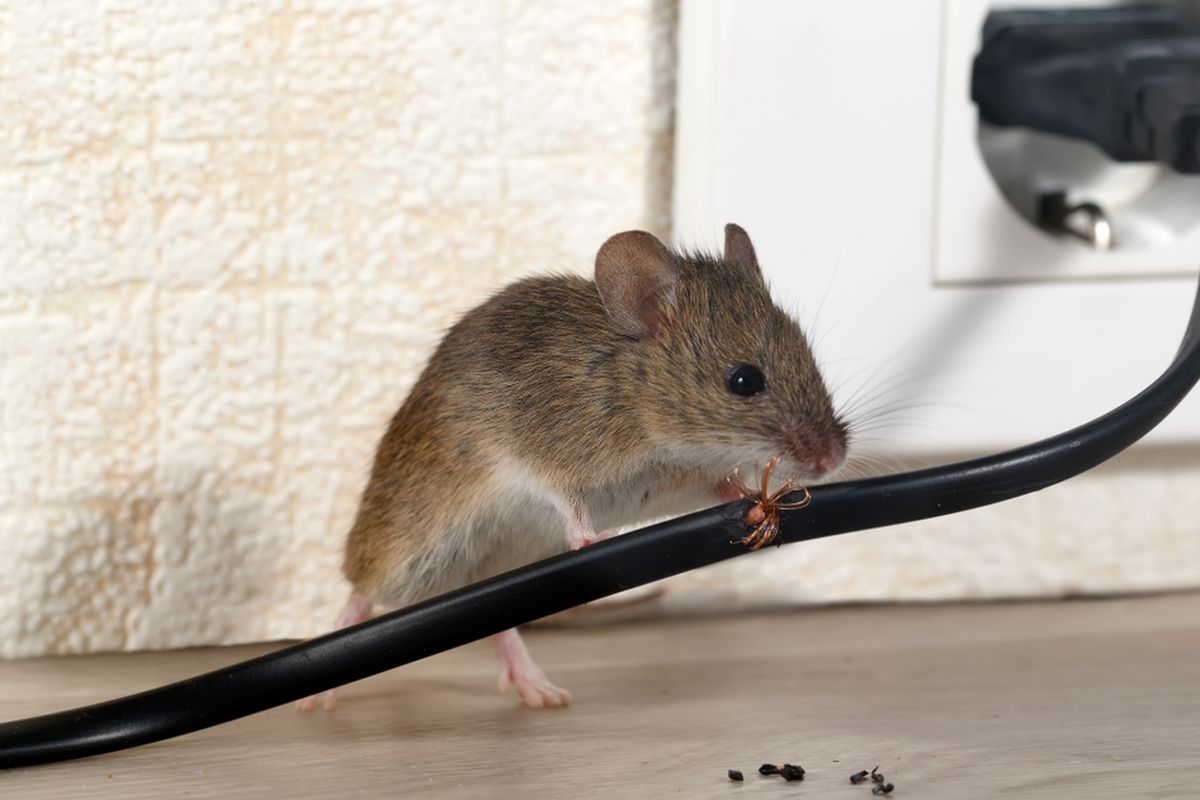 tikus rumah